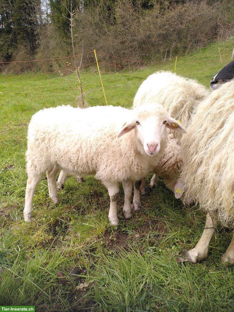 Bild 4: Krainer Steinschafe (Auenlämmer) zu verkaufen