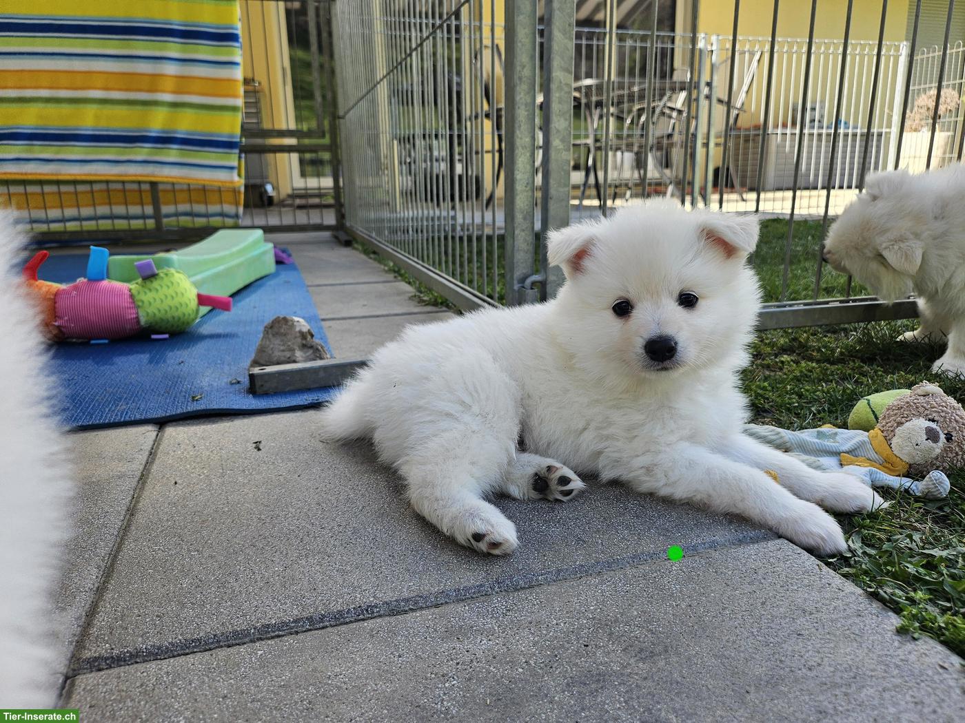 Grossspitz Welpen Rüde, weiss
