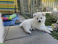 Grossspitz Welpen Rüde, weiss