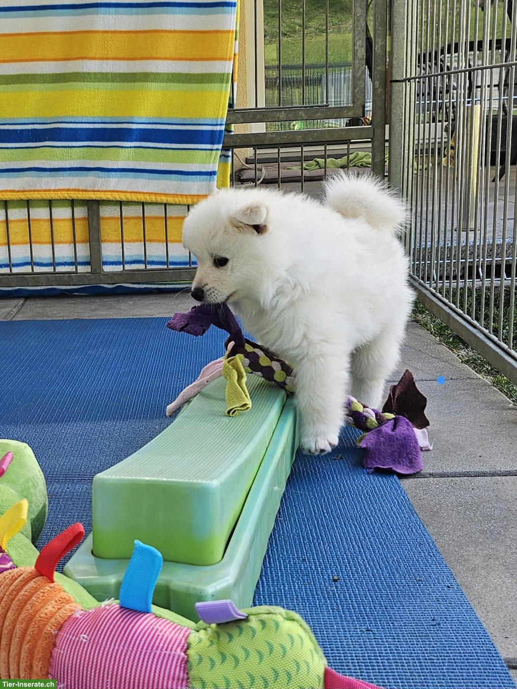 Bild 2: Grossspitz Welpen Rüde, weiss