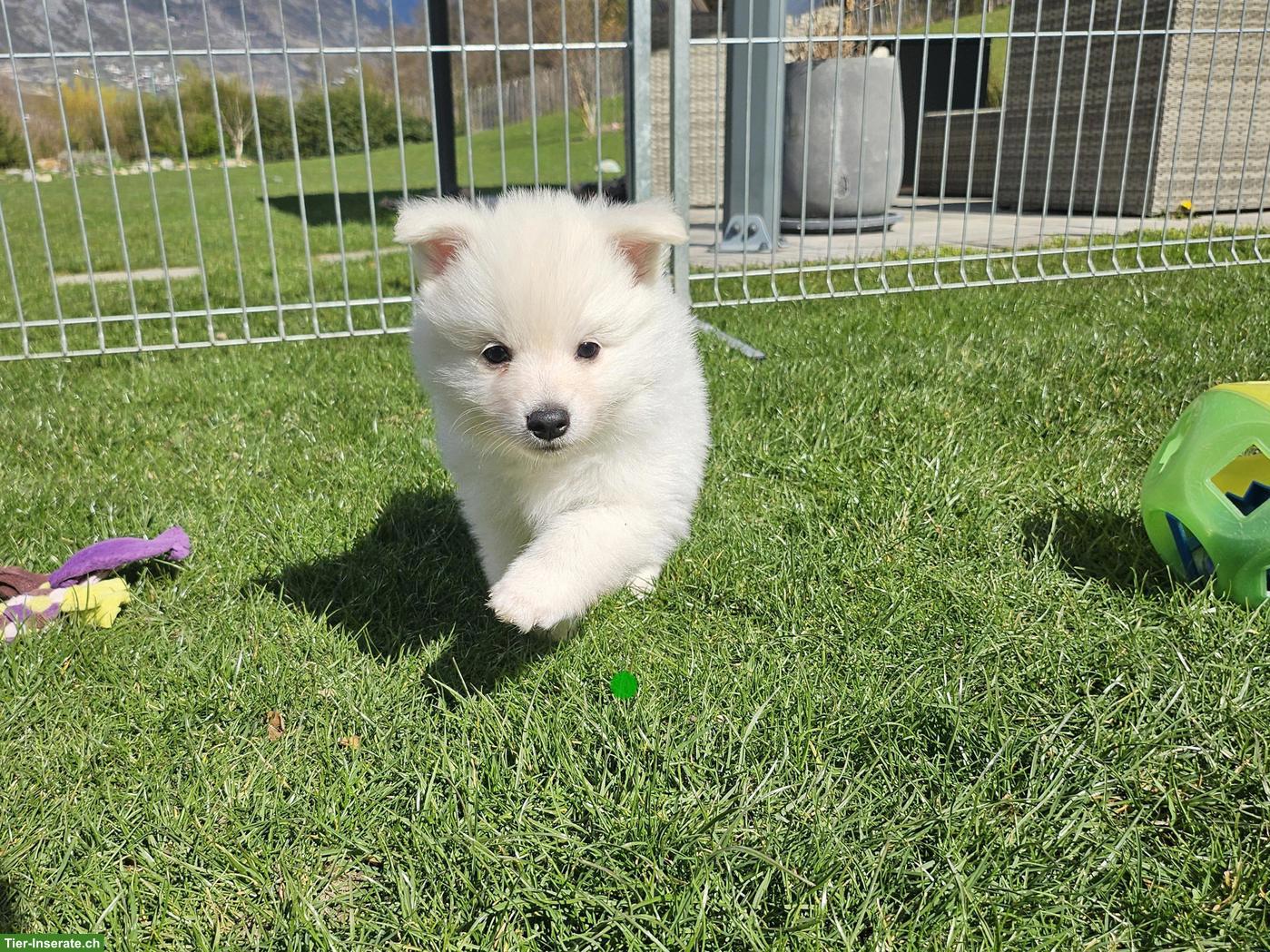 Bild 3: Grossspitz Welpen Rüde, weiss