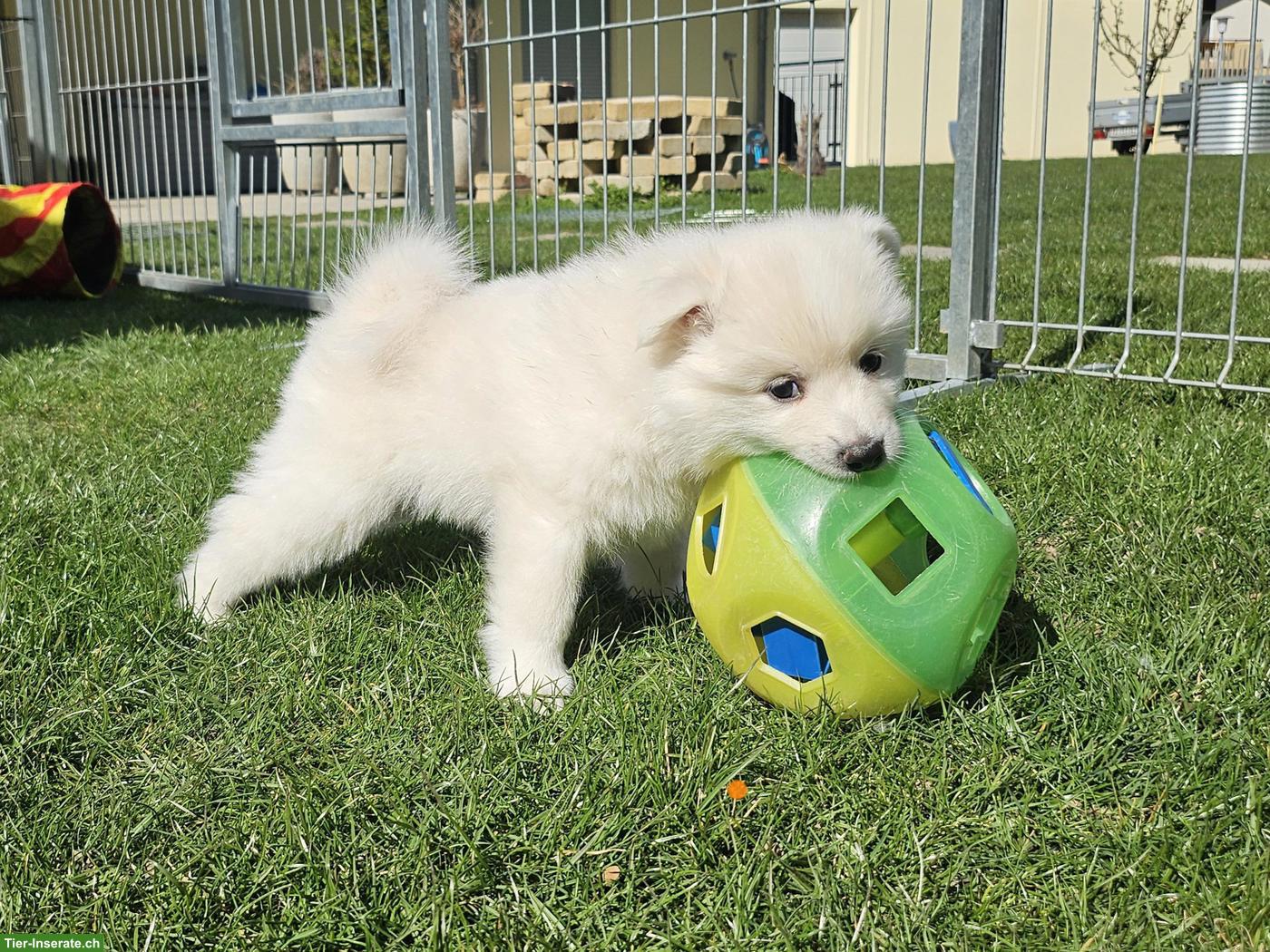 Bild 4: Grossspitz Welpen Rüde, weiss