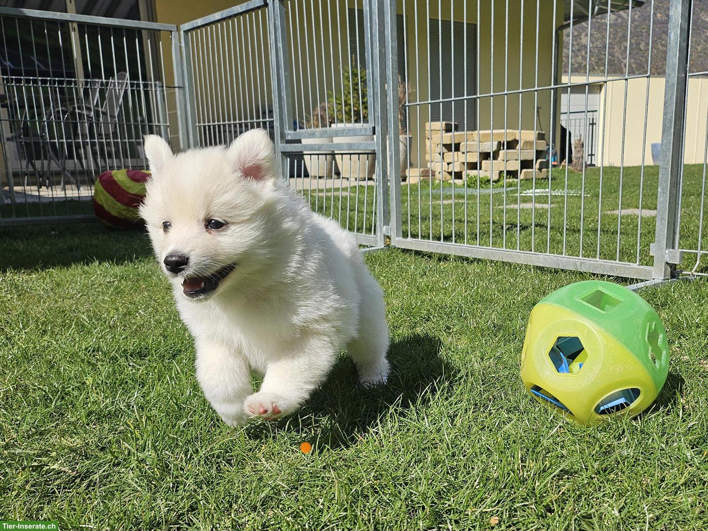 Bild 5: Grossspitz Welpen Rüde, weiss
