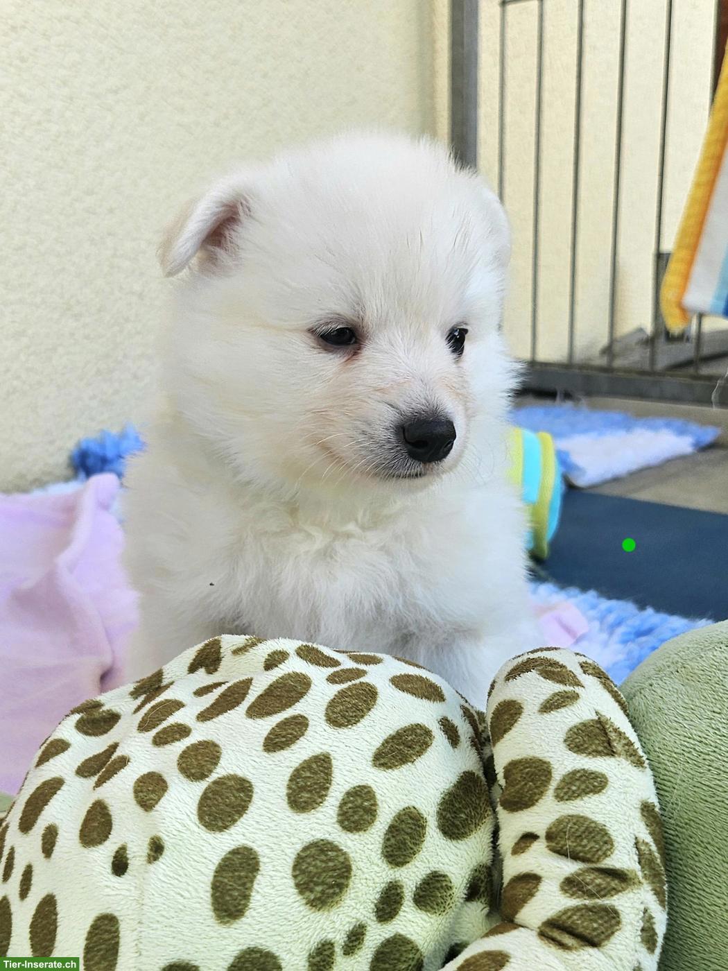 Bild 6: Grossspitz Welpen Rüde, weiss