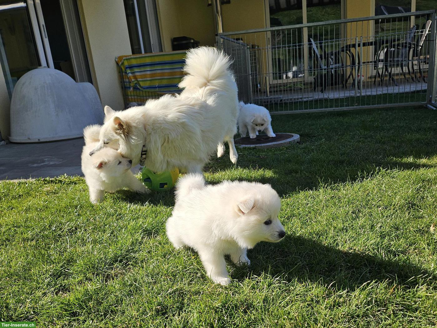 Bild 7: Grossspitz Welpen Rüde, weiss
