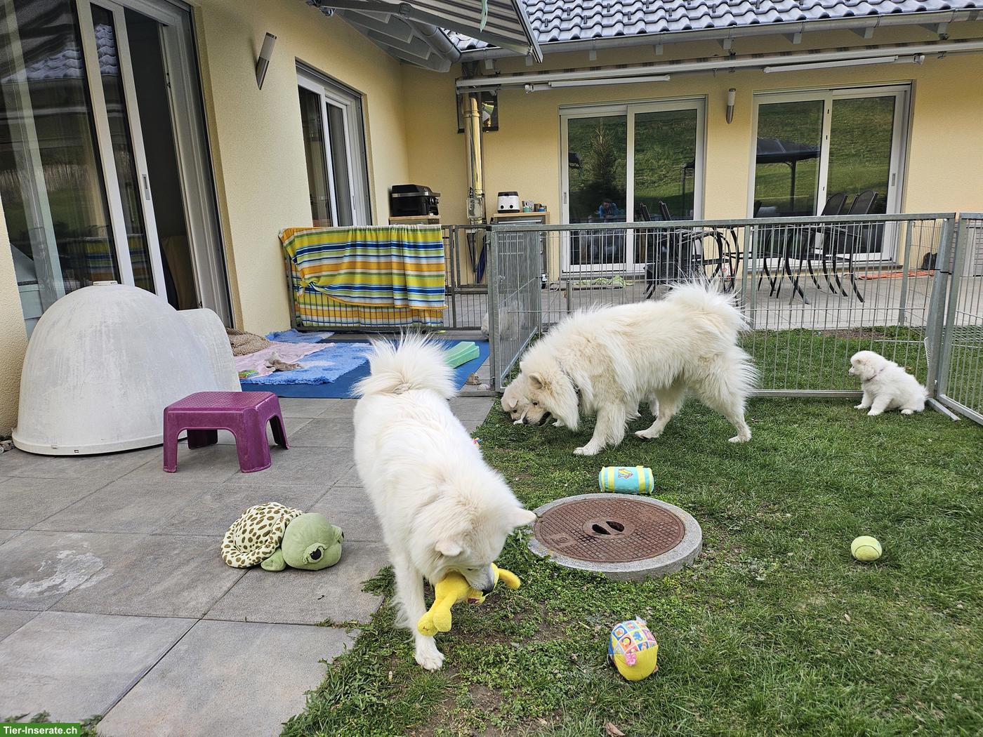 Bild 8: Grossspitz Welpen Rüde, weiss