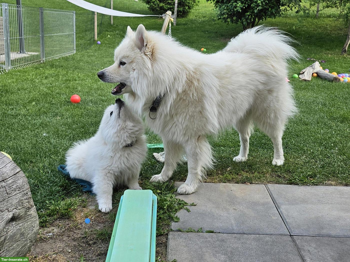 Bild 9: Grossspitz Welpen Rüde, weiss
