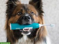 Workshop Zahnsteinentfernung für Hunde