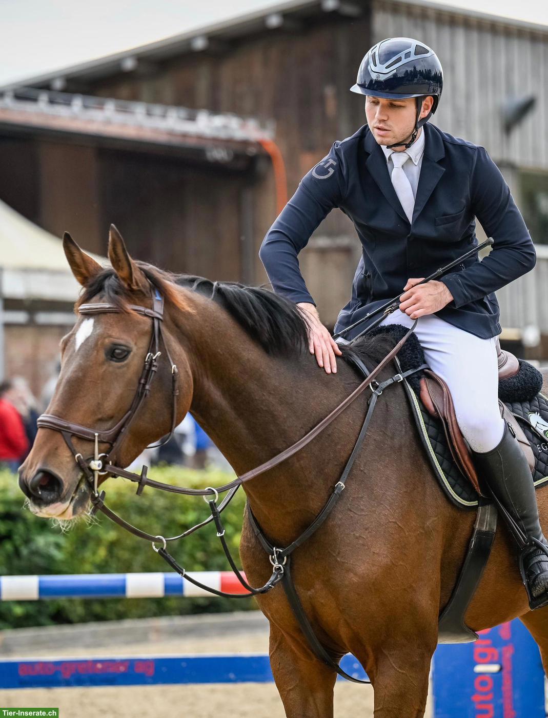 Bildhübscher 8-jähriger CH-Warmblut Wallach