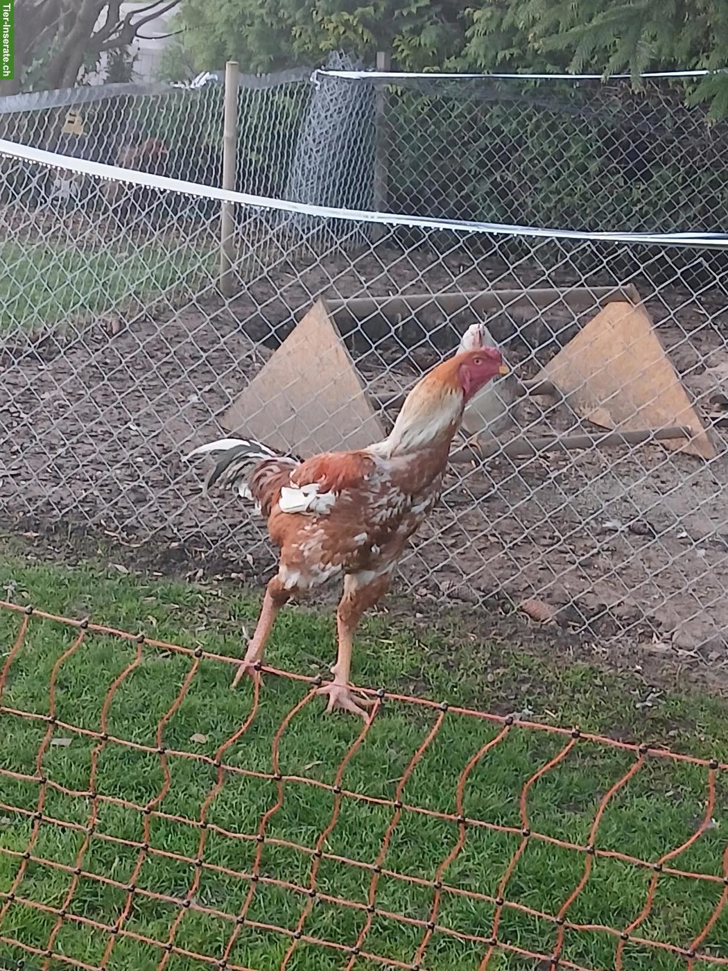 Indio Gigante Hahn, Hühner