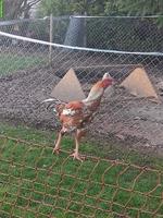 Indio Gigante Hahn, Hühner