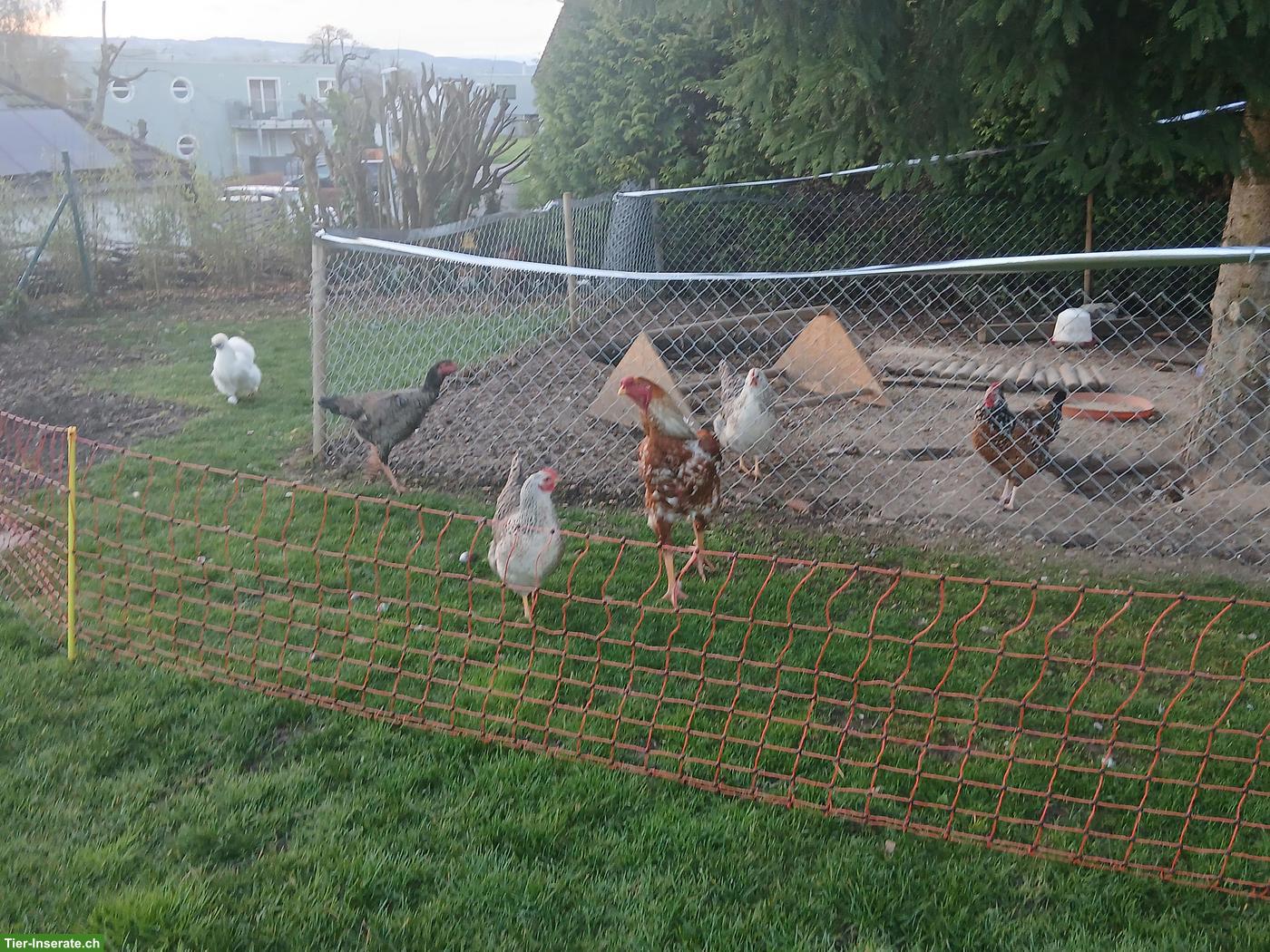 Bild 2: Indio Gigante Hahn, Hühner