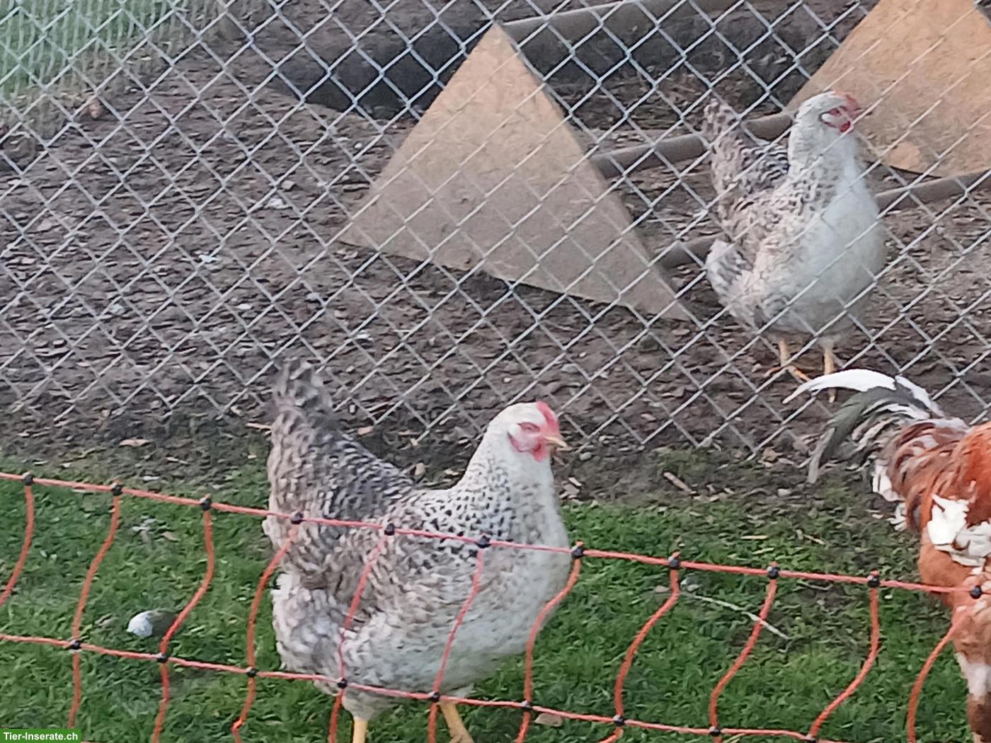 Bild 3: Indio Gigante Hahn, Hühner