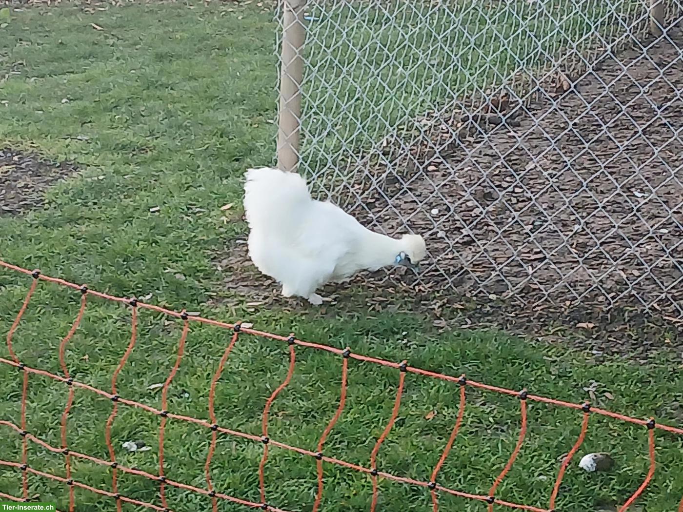 Bild 4: Indio Gigante Hahn, Hühner