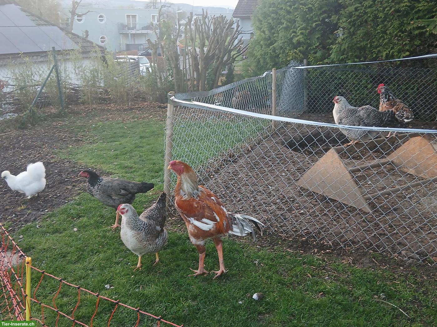 Bild 5: Indio Gigante Hahn, Hühner