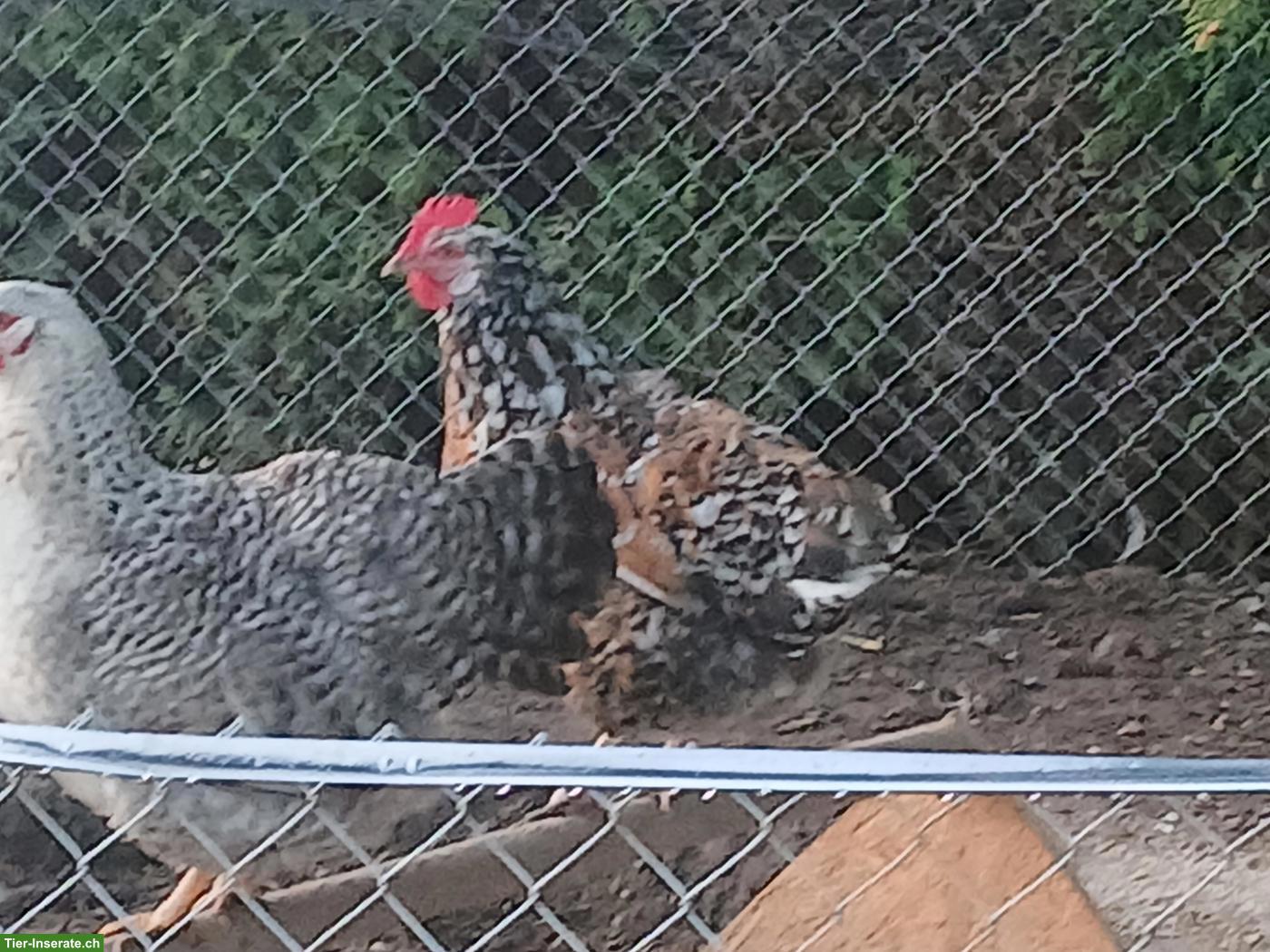 Bild 6: Indio Gigante Hahn, Hühner