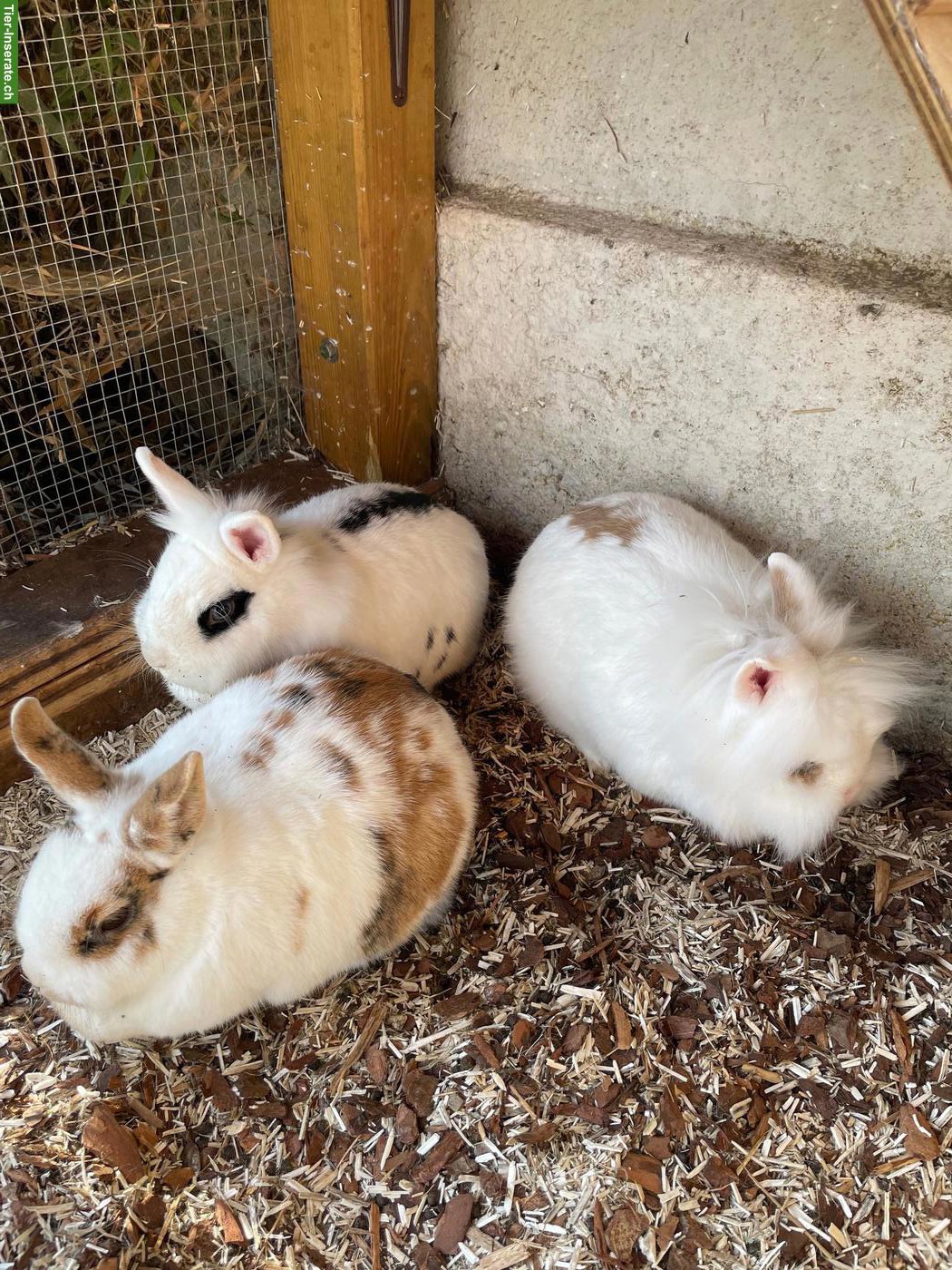 3 Zwergkaninchen gratis abzugeben