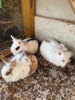 3 Zwergkaninchen gratis abzugeben