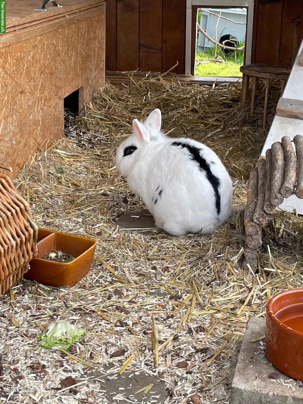 Bild 2: 3 Zwergkaninchen gratis abzugeben
