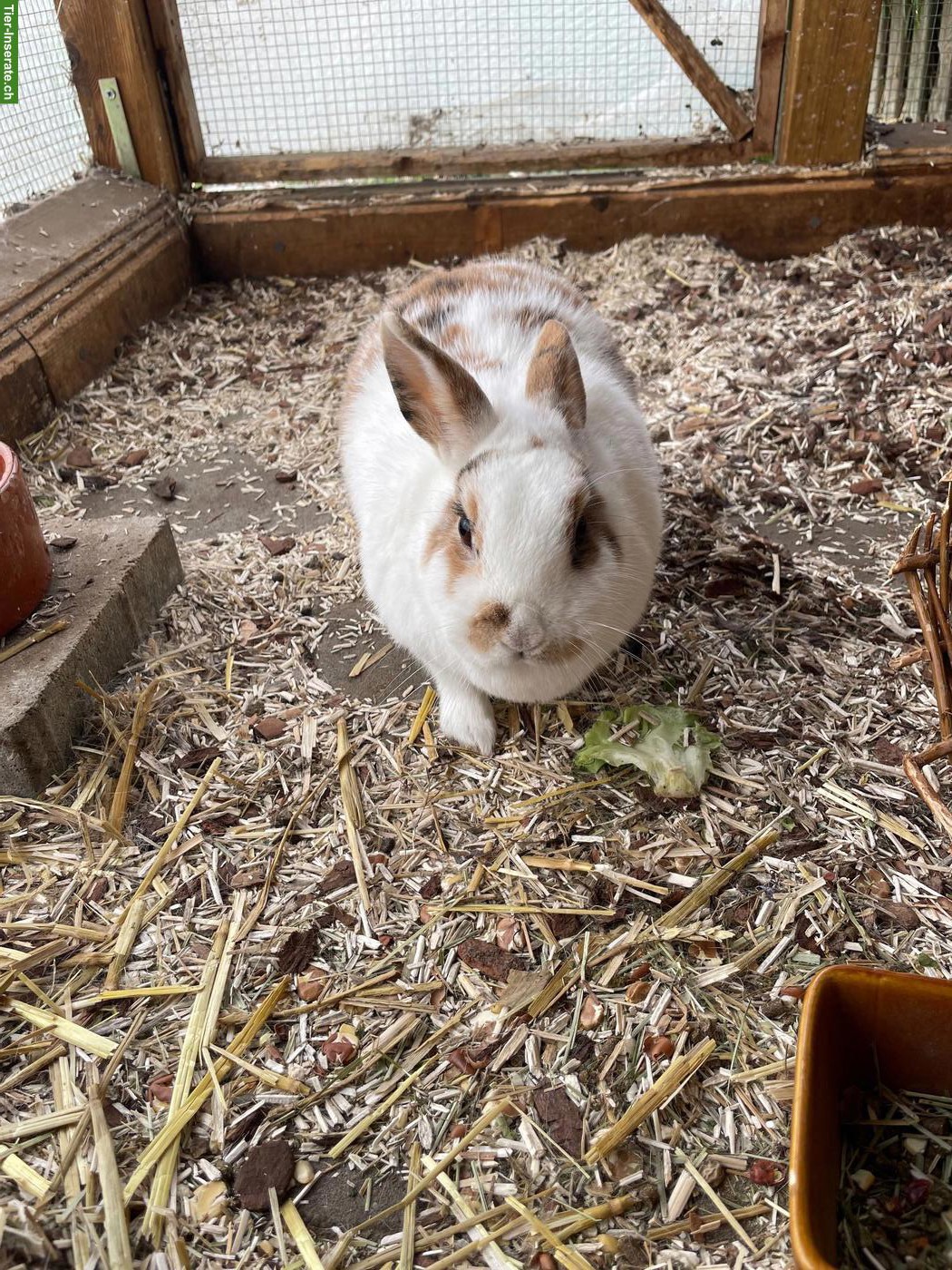 Bild 3: 3 Zwergkaninchen gratis abzugeben