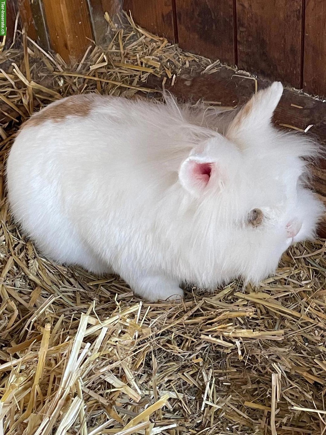 Bild 4: 3 Zwergkaninchen gratis abzugeben