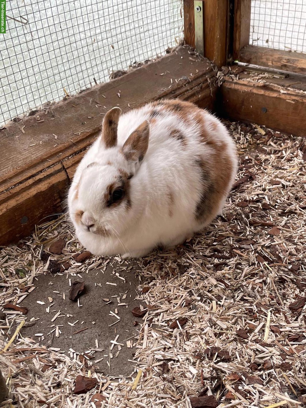 Bild 5: 3 Zwergkaninchen gratis abzugeben