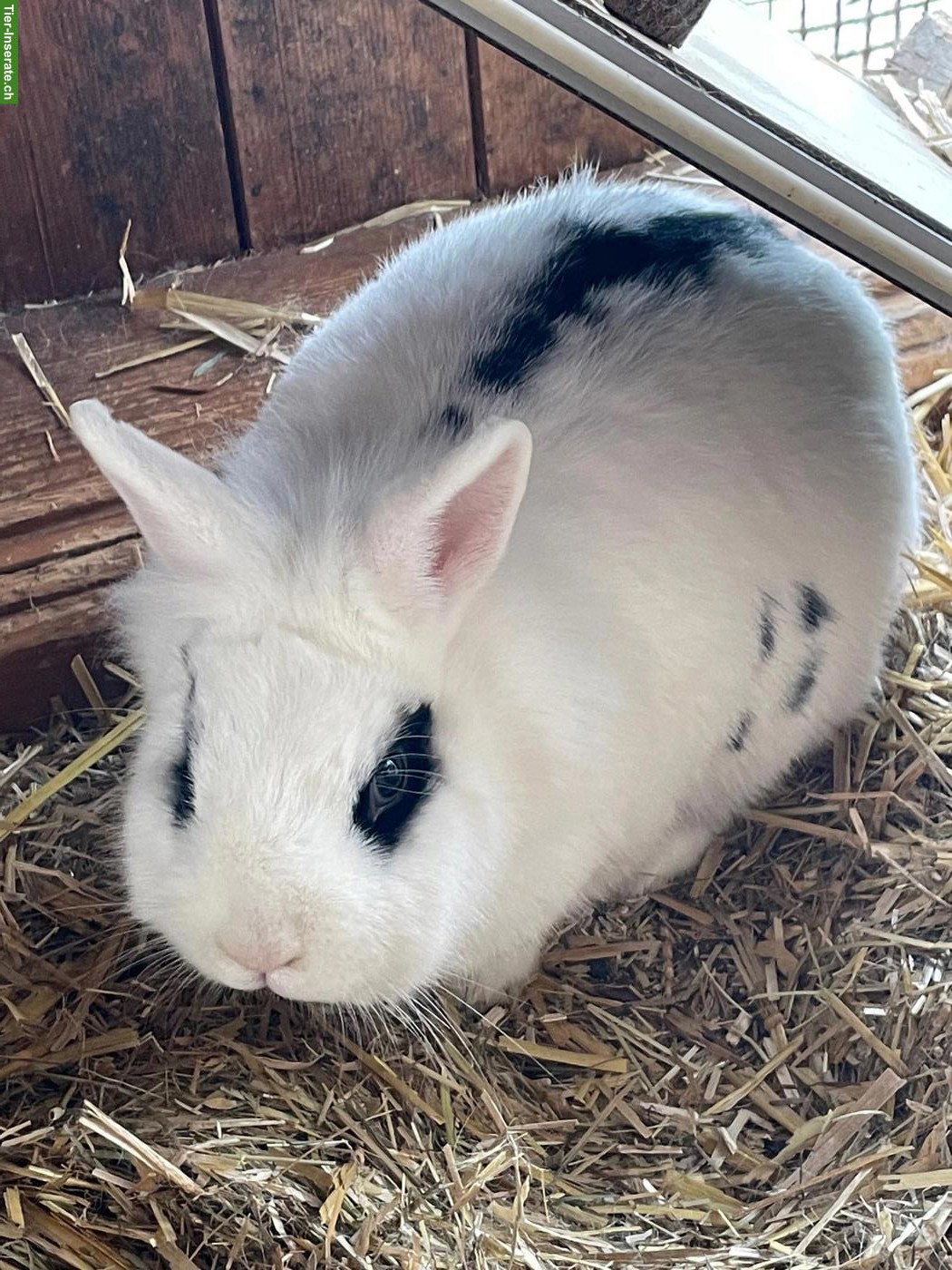 Bild 6: 3 Zwergkaninchen gratis abzugeben