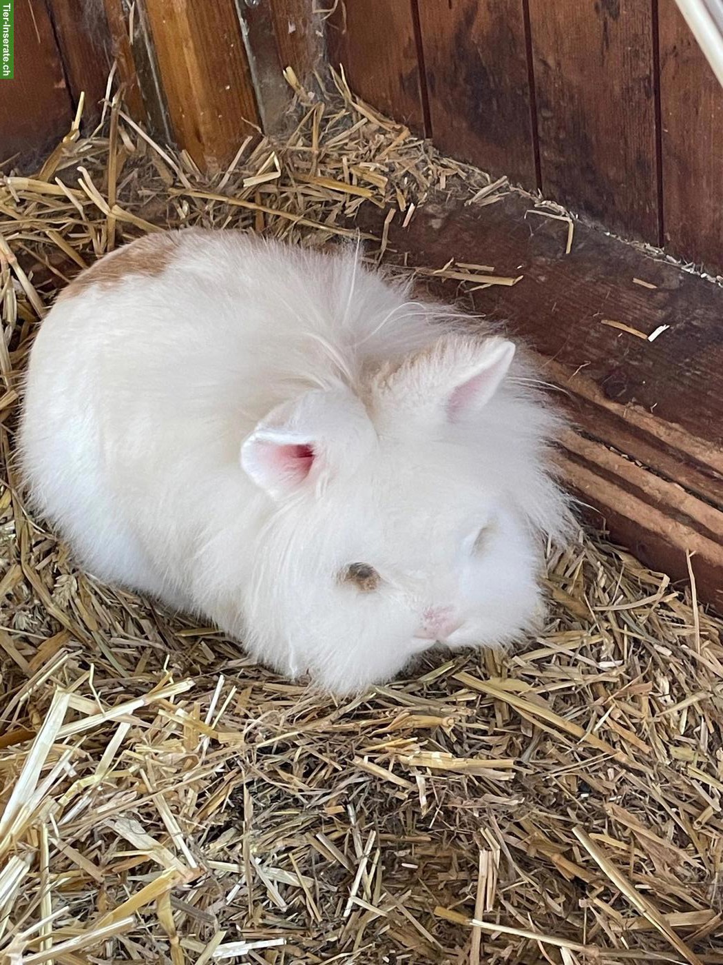 Bild 7: 3 Zwergkaninchen gratis abzugeben