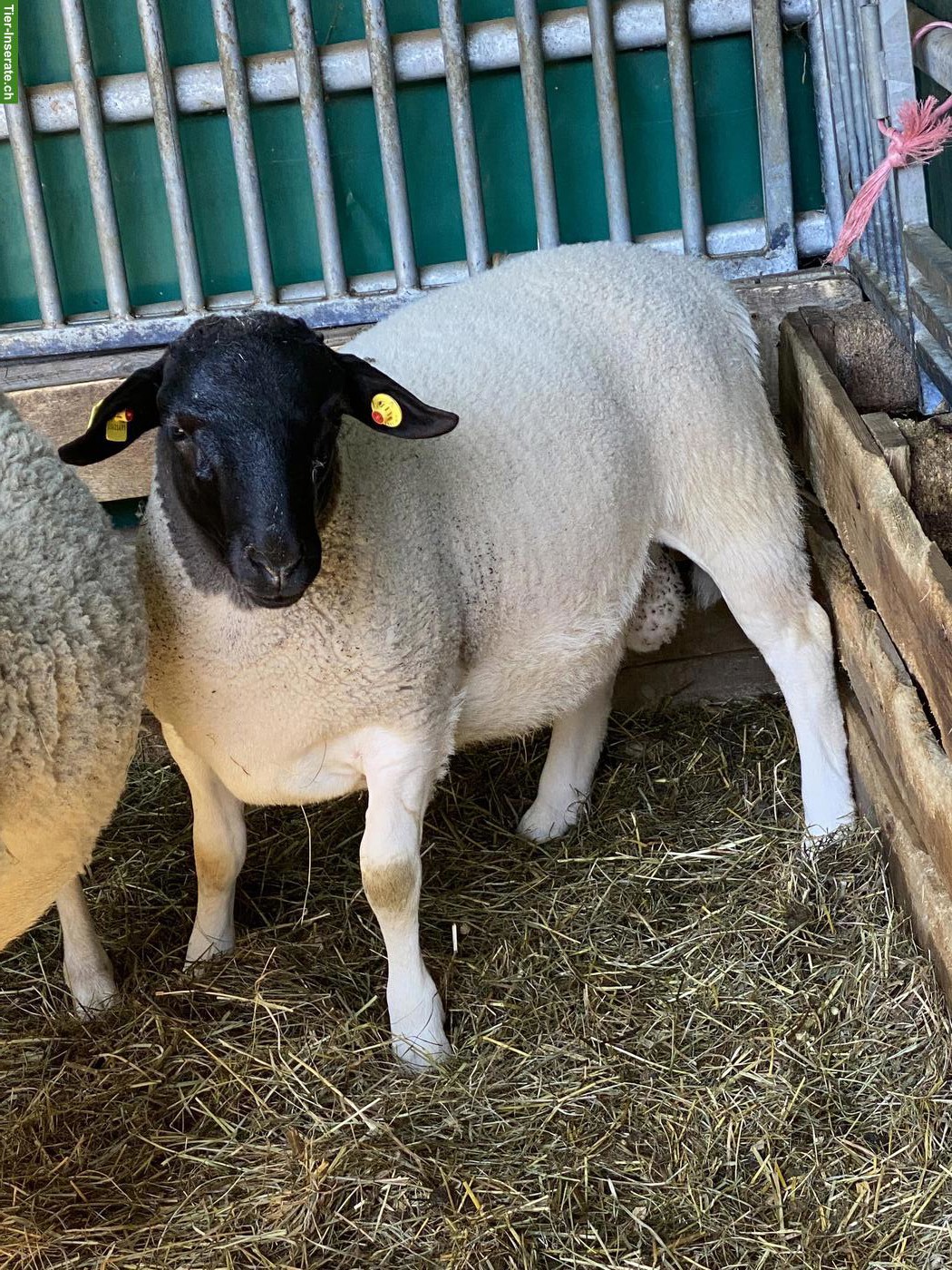 Junge reinrassige Dorperschafe (Böcke) zu verkaufen