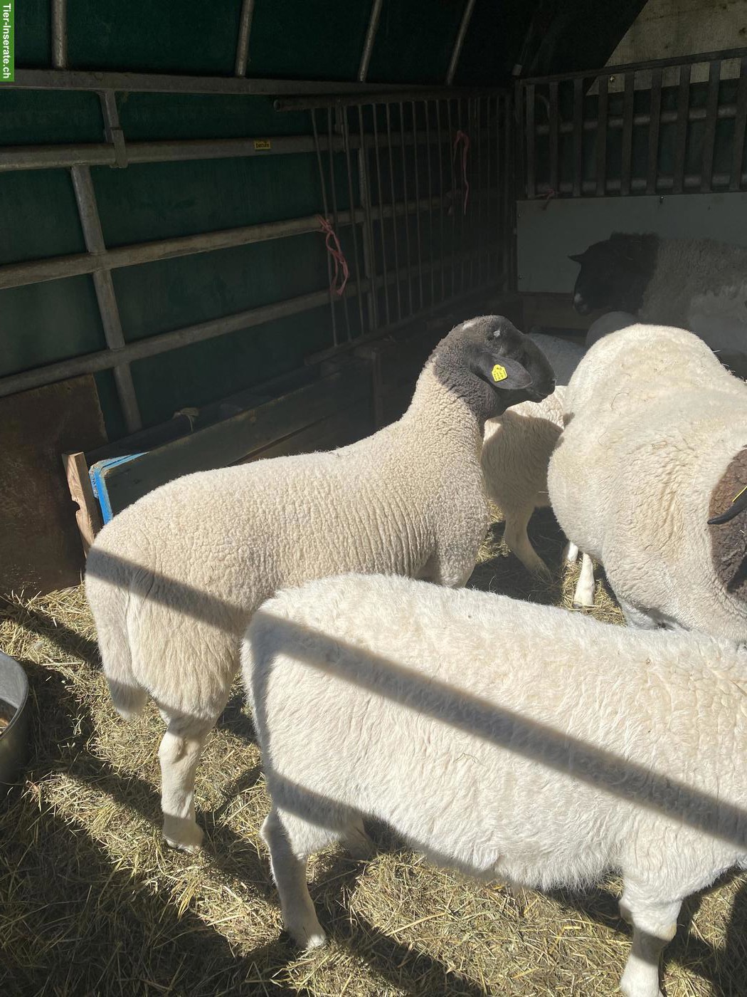 Bild 2: Junge reinrassige Dorperschafe (Böcke) zu verkaufen