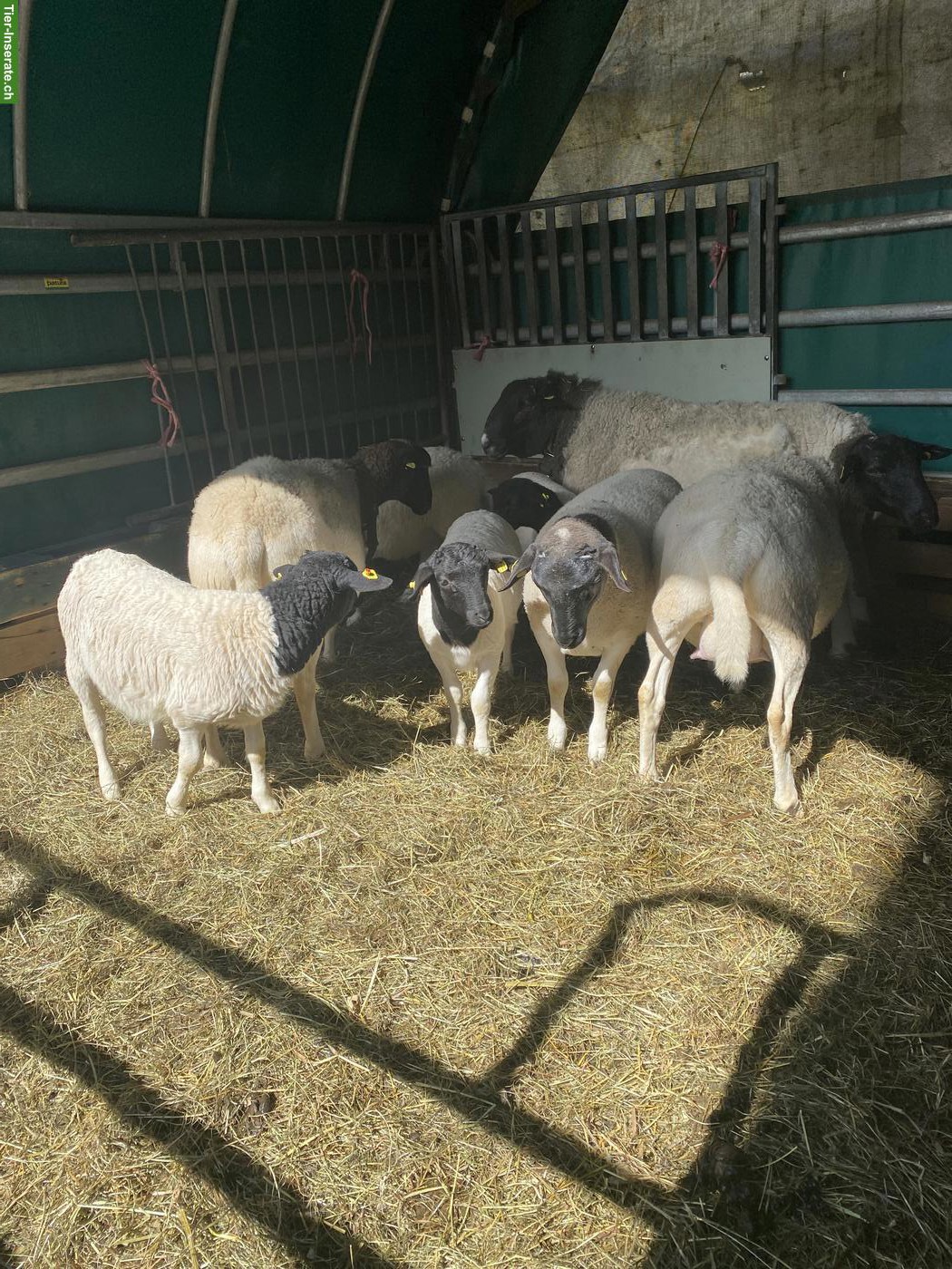 Bild 3: Junge reinrassige Dorperschafe (Böcke) zu verkaufen