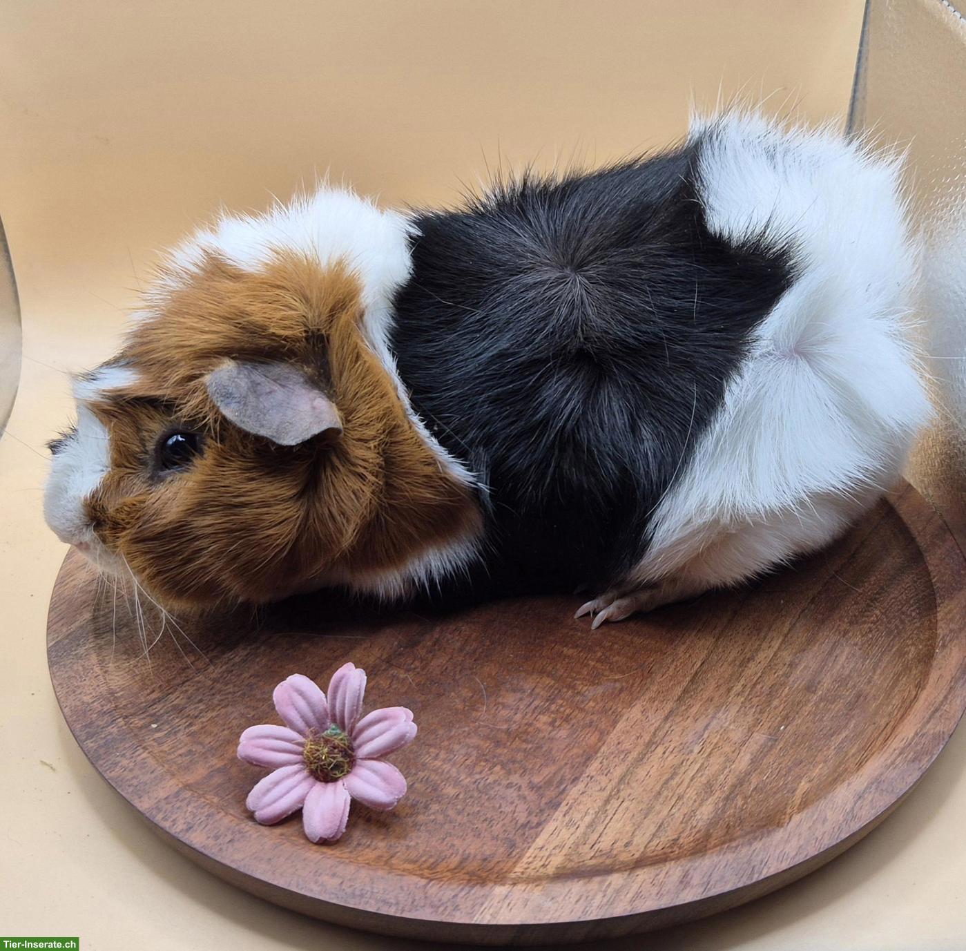 Rosetten Meerschweinchen Spätkastrat