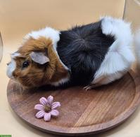 Rosetten Meerschweinchen Spätkastrat