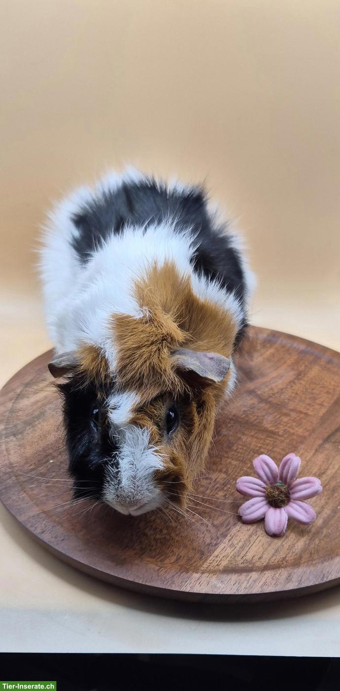 Bild 2: Rosetten Meerschweinchen Spätkastrat