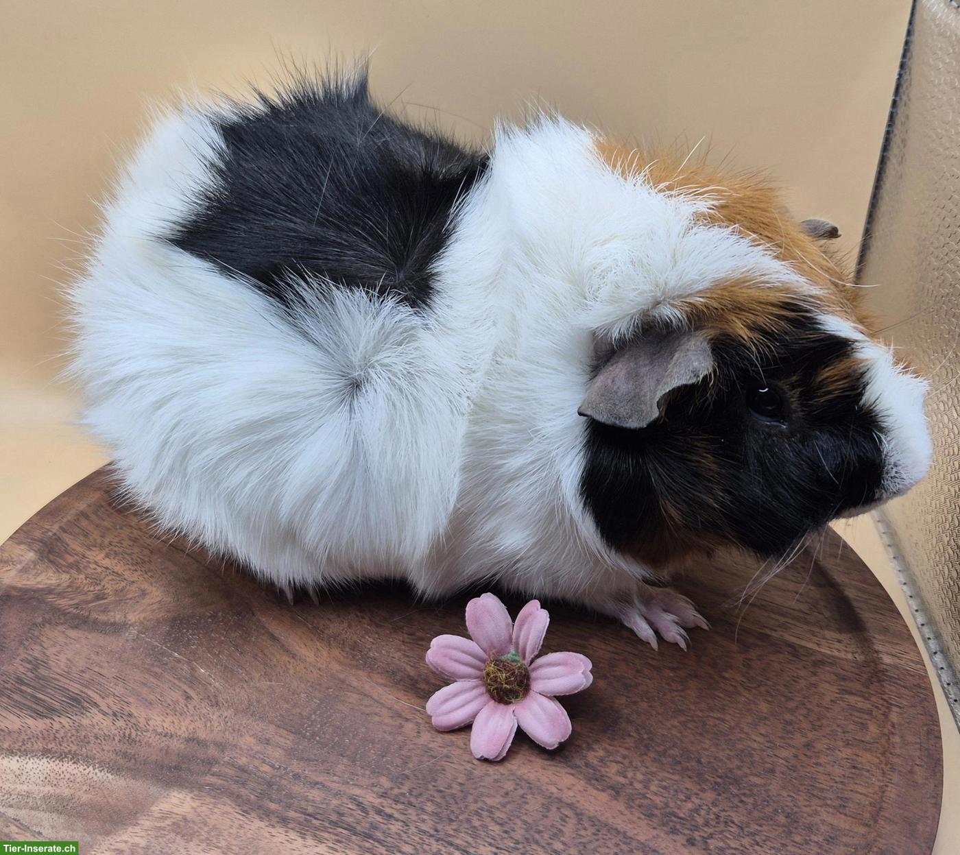 Bild 3: Rosetten Meerschweinchen Spätkastrat