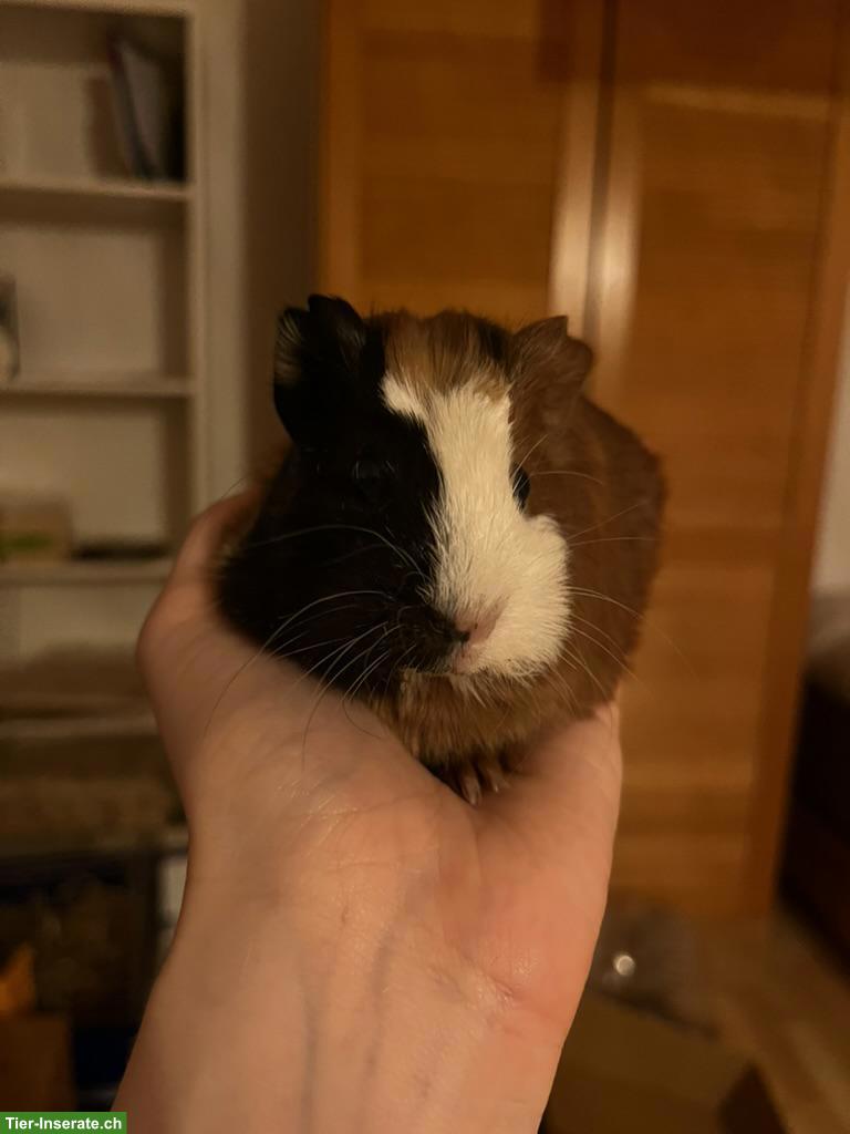 Bild 2: Meerschweinchen Deckbock steht zur Verfügung