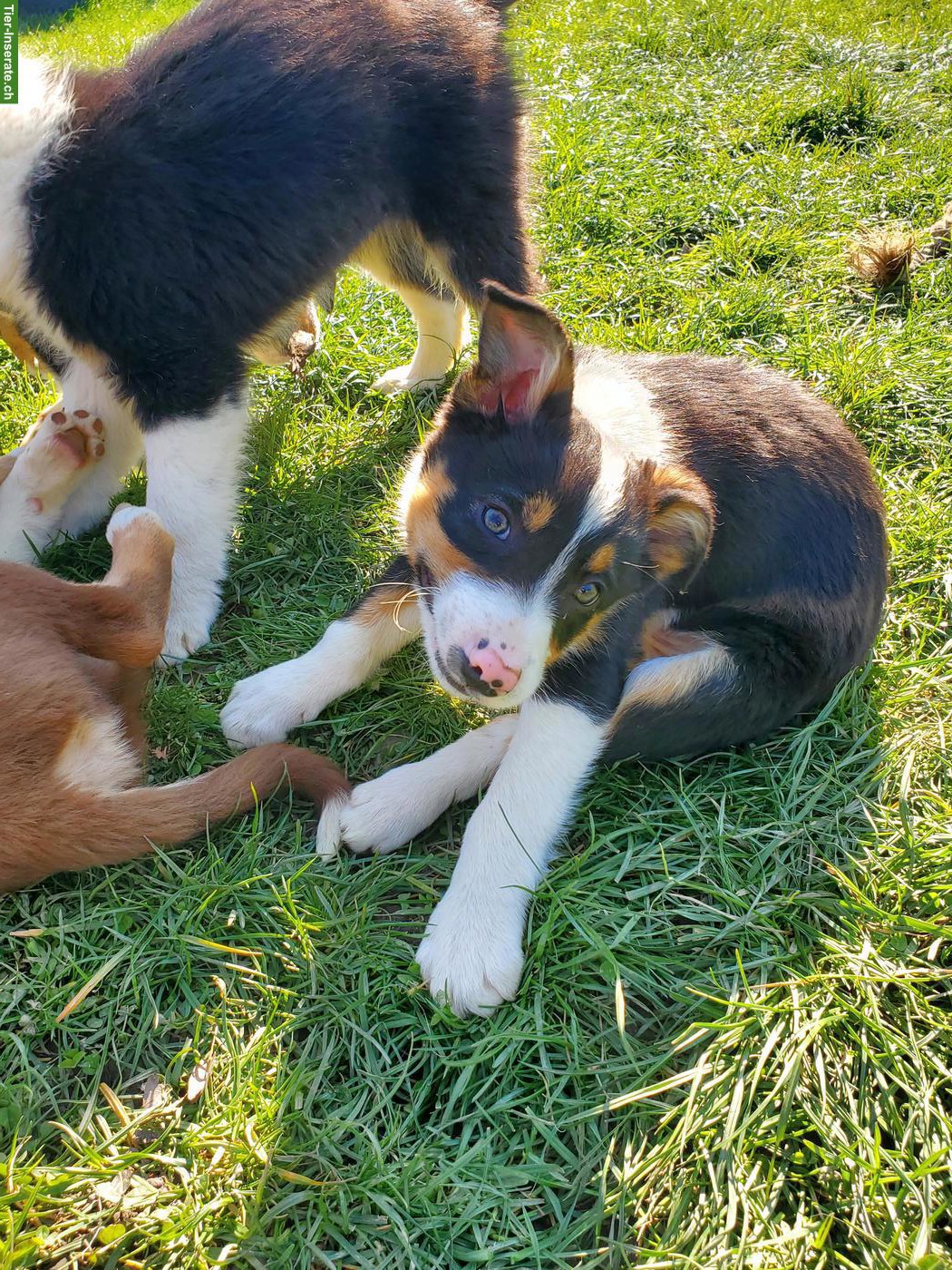 3 Border Collie Welpen (Rüden) zu verkaufen