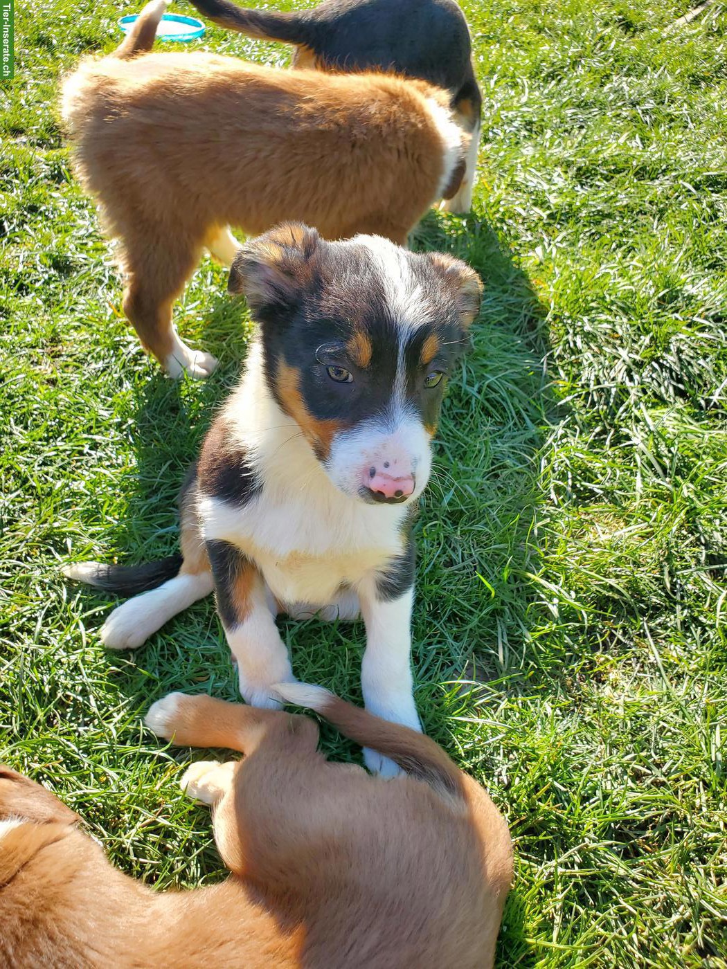Bild 2: 3 Border Collie Welpen (Rüden) zu verkaufen