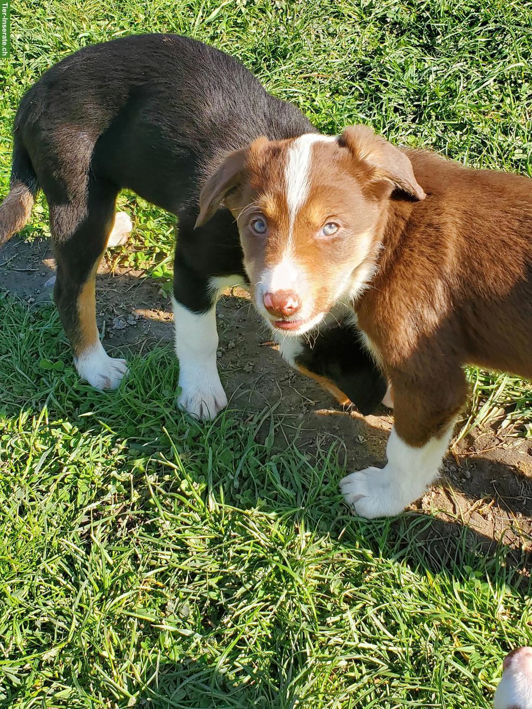 Bild 3: 3 Border Collie Welpen (Rüden) zu verkaufen
