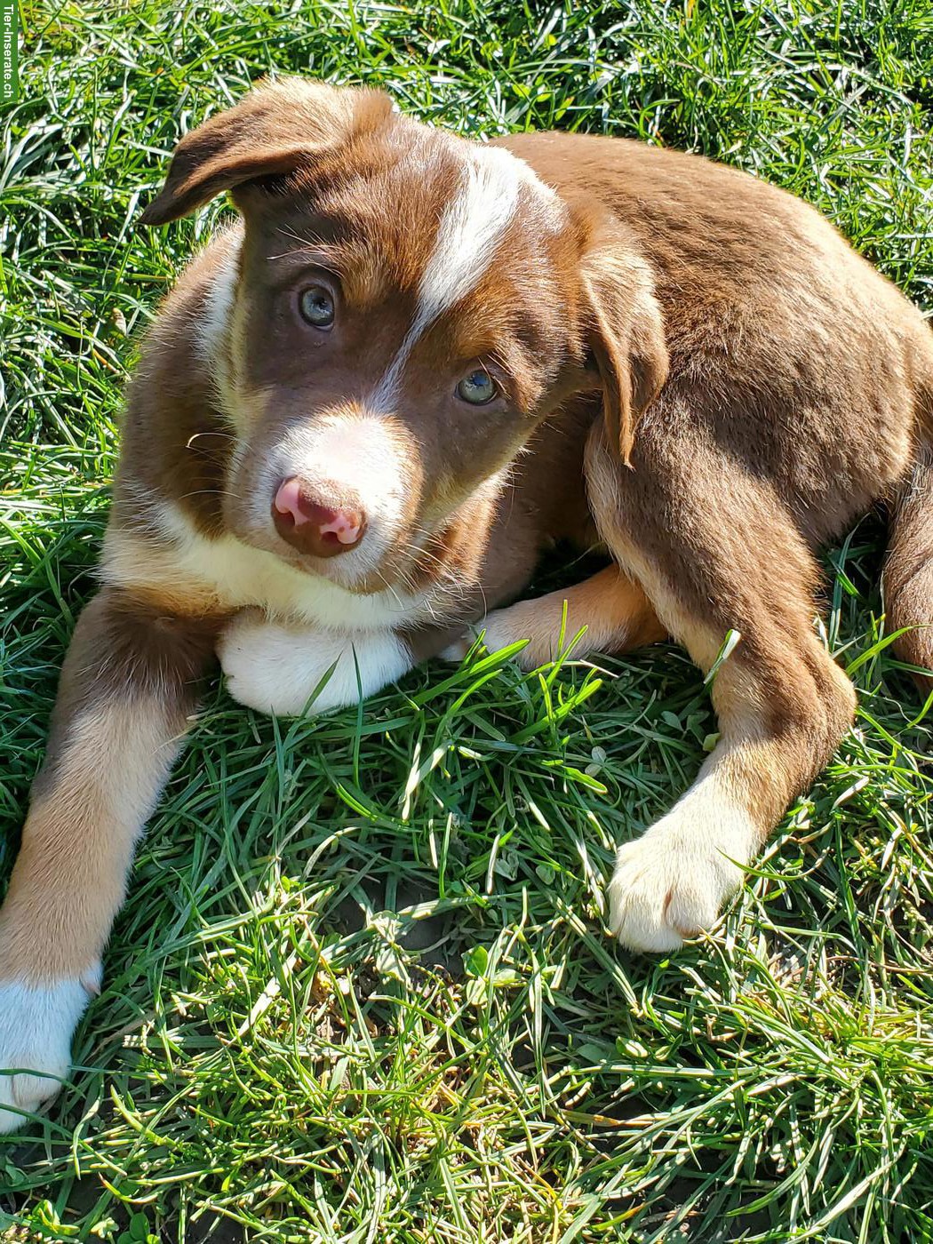 Bild 4: 3 Border Collie Welpen (Rüden) zu verkaufen