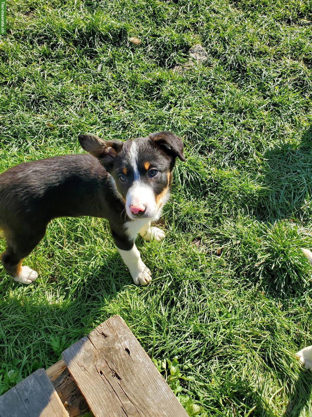 Bild 5: 3 Border Collie Welpen (Rüden) zu verkaufen