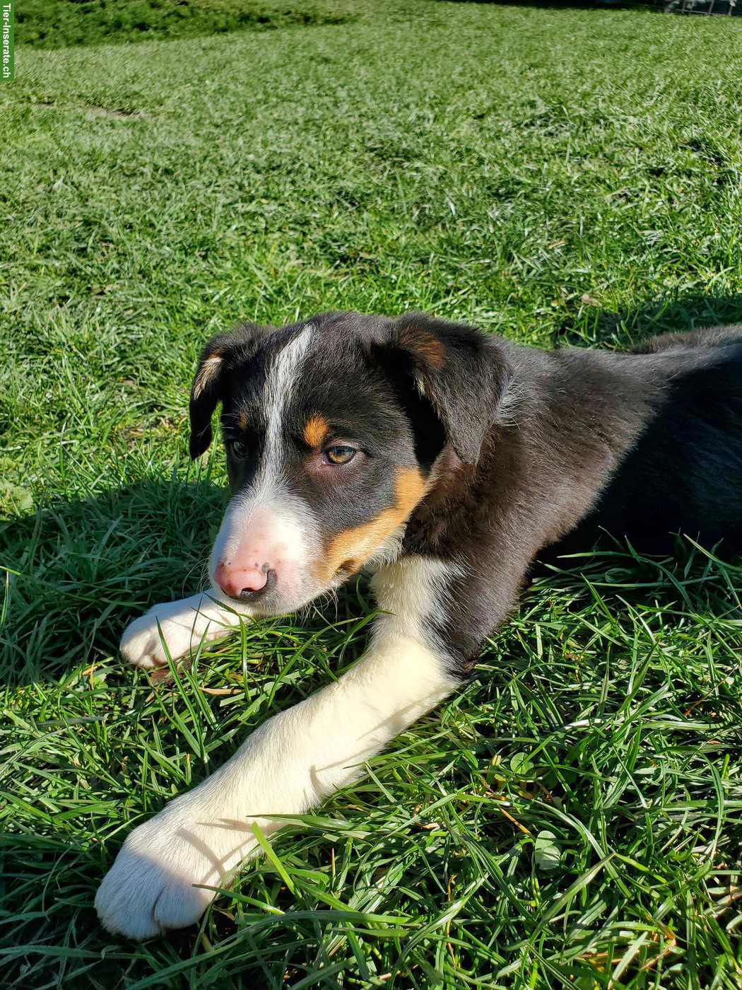 Bild 6: 3 Border Collie Welpen (Rüden) zu verkaufen