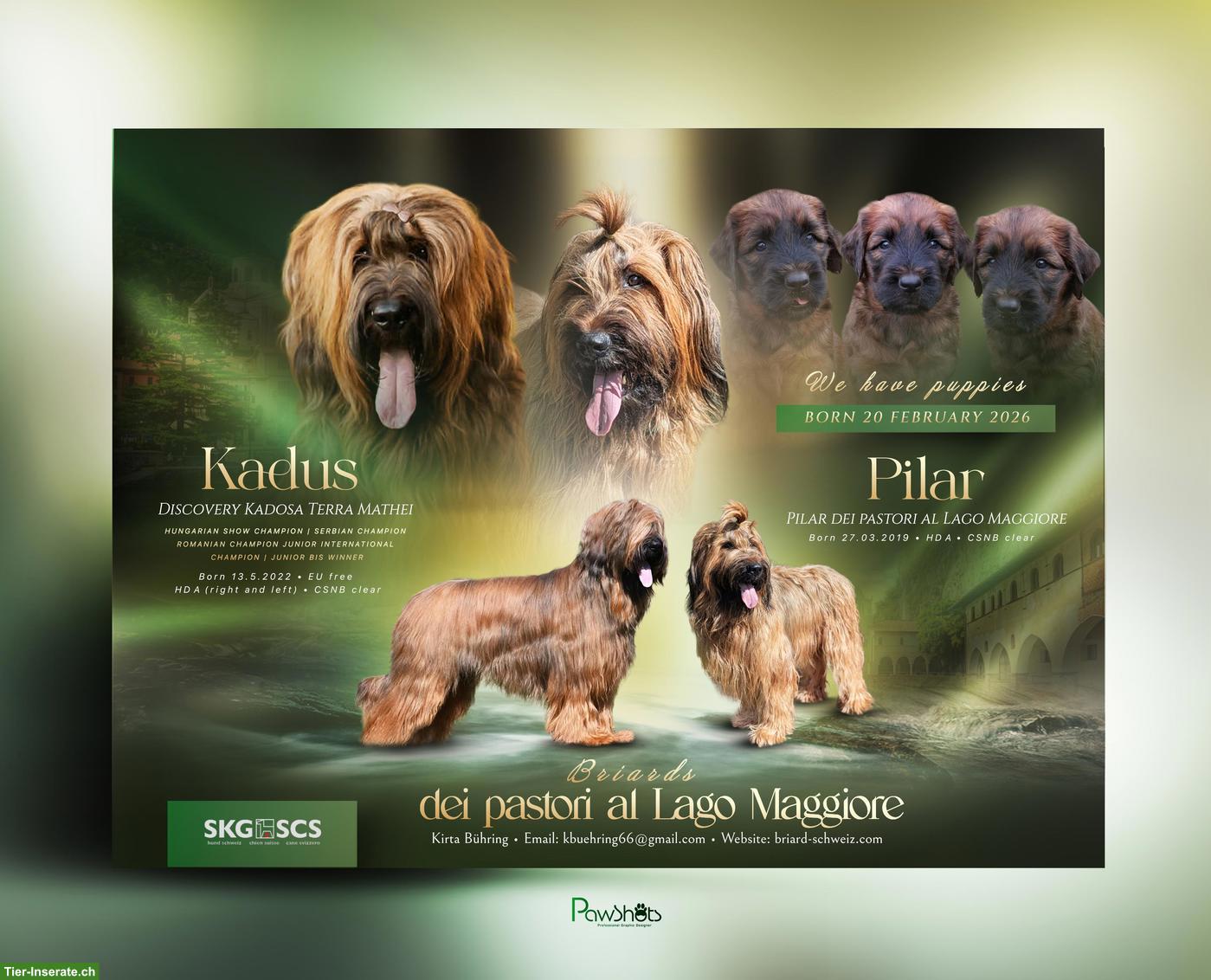 Reinrassige Briard Welpen mit SKG-Stammbaum