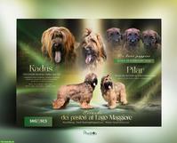 Reinrassige Briard Welpen mit SKG-Stammbaum