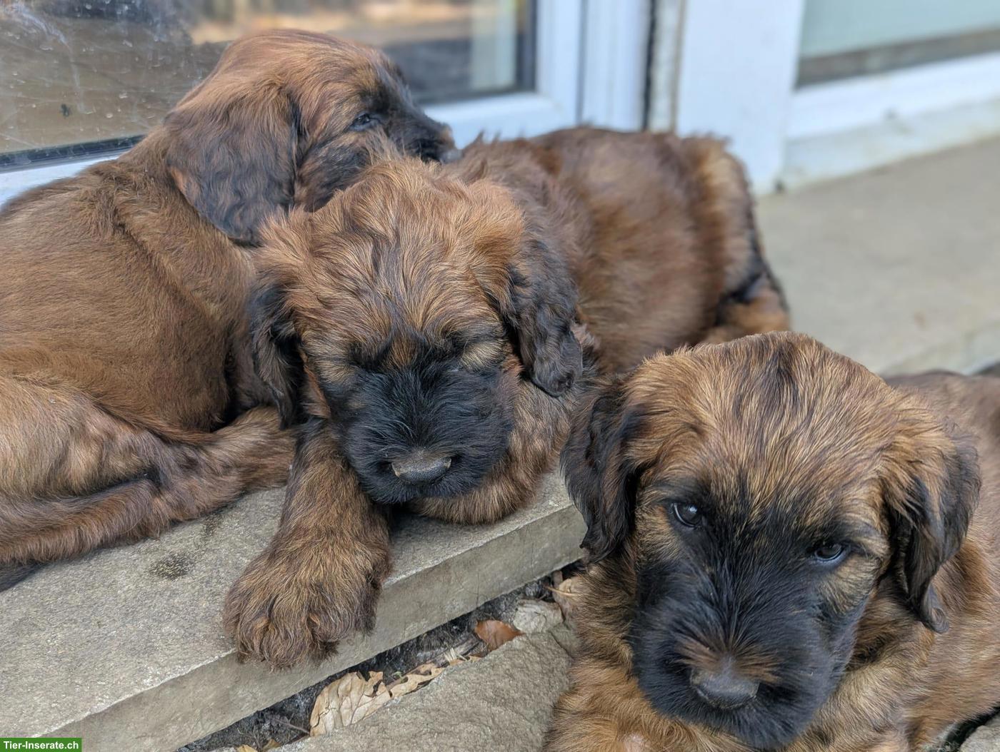 Bild 2: Reinrassige Briard Welpen mit SKG-Stammbaum