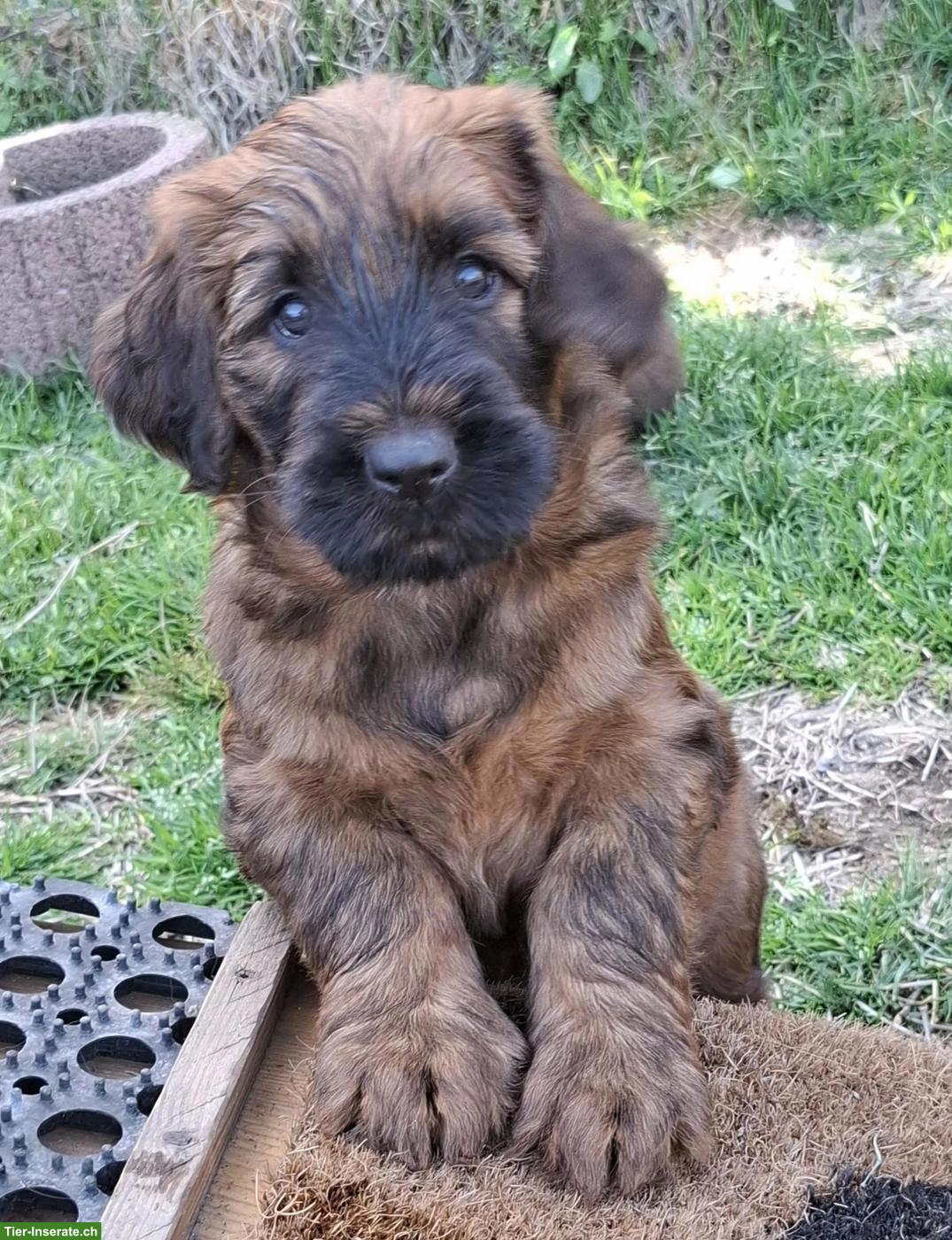 Bild 3: Reinrassige Briard Welpen mit SKG-Stammbaum