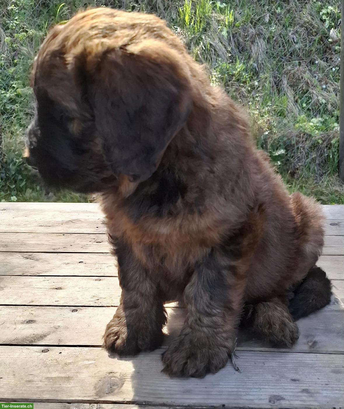 Bild 4: Reinrassige Briard Welpen mit SKG-Stammbaum