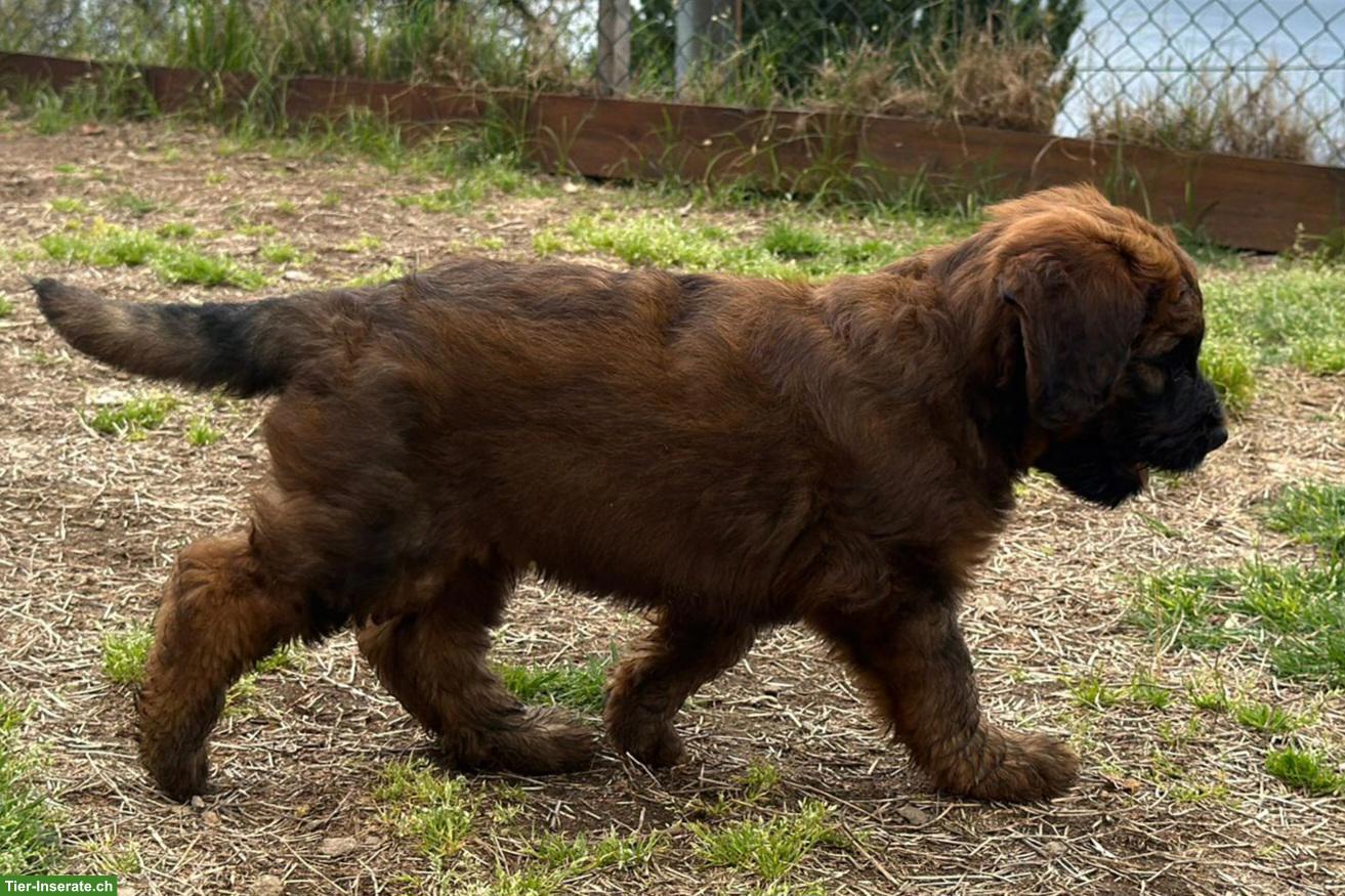 Bild 5: Reinrassige Briard Welpen mit SKG-Stammbaum