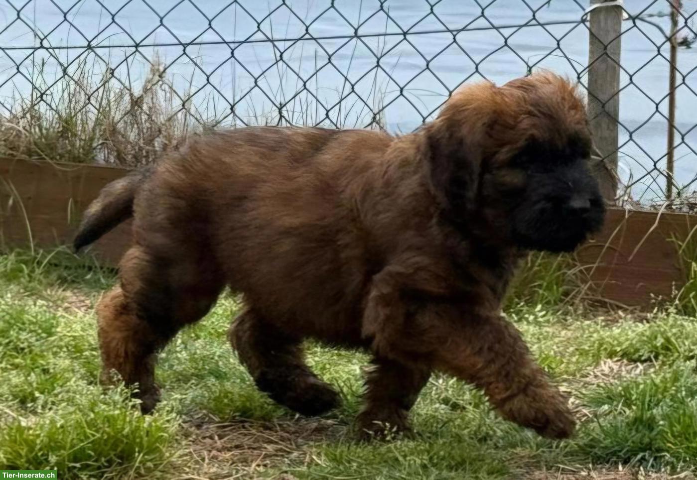 Bild 6: Reinrassige Briard Welpen mit SKG-Stammbaum