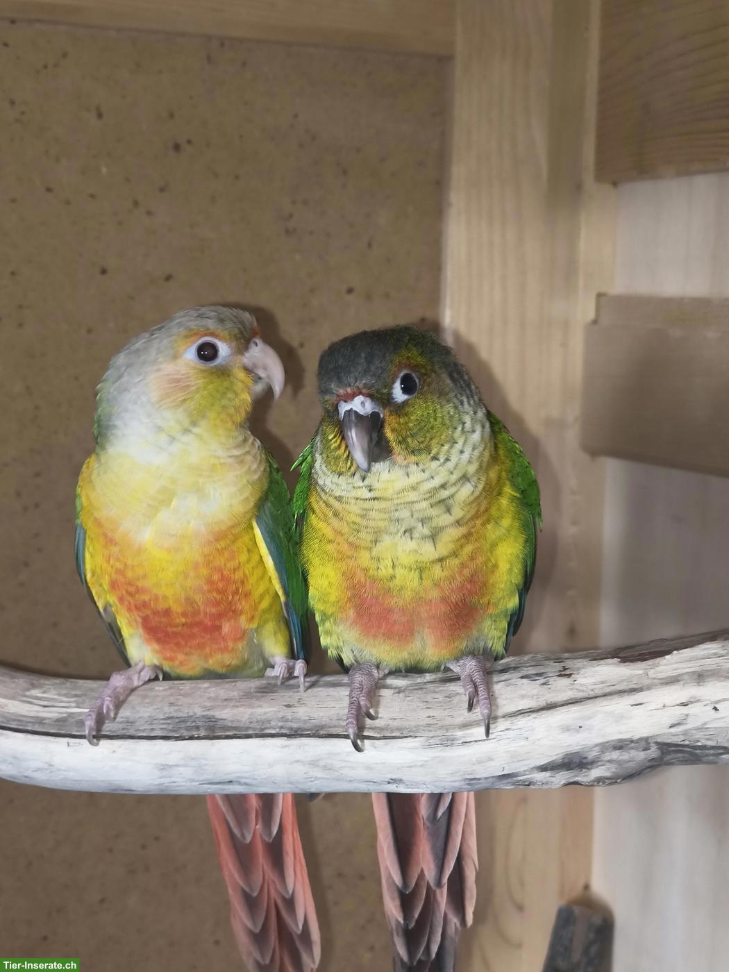 Zahme Rotschwanzsittiche zu verkaufen